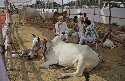 Ganaderos indios beben té en un recinto con sus vacas y toros antes de hacerlos caminar por una rampa durante un concurso de belleza bovina en Rohtak, India, el sábado 7 de mayo de 2016. Cientos de vacas y toros caminaron por la pasarela en este pueblo del norte de India para participar en el certamen, cuyo objetivo es promover la crianza de ganado autóctono y crear conciencia sobre la salud animal. (Foto AP/Altaf Qadri)
