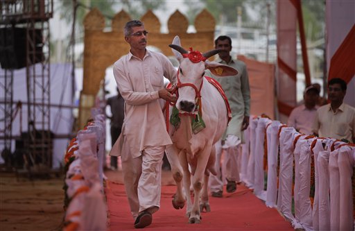 Un ganadero indio escolta a una de sus vacas durante un certamen de belleza bovina en Rohtak, India, el sábado 7 de mayo de 2016. Cientos de vacas y toros caminaron por la pasarela en un pueblo en el norte de India para participar en un certamen de belleza bovino, cuyo objetivo es promover la crianza de ganado autóctono y crear conciencia sobre la salud animal. (Foto AP/Altaf Qadri)