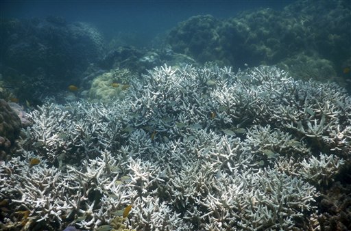 Fotografía de febrero de 2016 difundida el lunes 30 de mayo de 2016 por el ARC Centre de Excellence for Coral Reef Studies, de la Universidad James Cook del estado australiano de Queenslandshows, de un tipo de coral blanqueado cerca de la isla Lizard, frente a la costa oriental del norte de Australia. (David Bellwood/ARC Centre de Excellence for Coral Reef Studies vía AP) CRÉDITO OBLIGATORIO