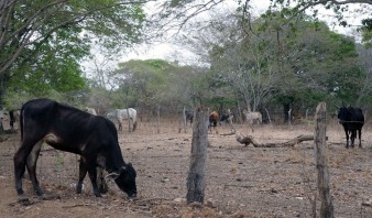 Producción de leche tuvo leve repunte de 40% en Anaco