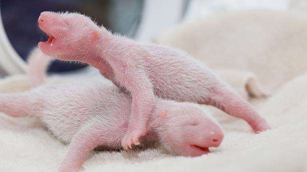 Una osa panda gigante de China da a luz a gemelos