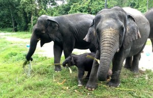 Elefantes aplastaron toda una plantación… menos el refugio de estos indefensos animales (VIDEO)