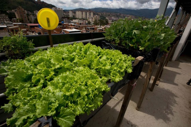 En esta imagen, tomada el 1 de junio de 2016, lechugas y judías crecen en mesas de siembra instaladas en la terraza del departamento de Francisco Salazar, vocero de un consejo comunal que trabaja en las barriadas de la ciudad, en Caracas, Venezuela. Algunos venezolanos que habían eliminado algunos elementos de sus dietas por su elevado precio recurren ahora a la agricultura urbana para volver a comer vegetales. (AP Foto/Fernando Llano)