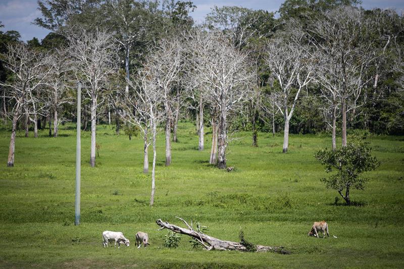 Extracción de petróleo amenaza a 745 especies en la Amazonía