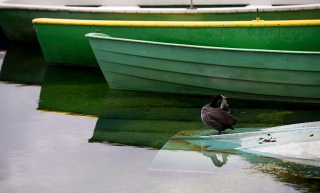 Una focha se coloca al lado de remo barcos amarran en el lago Staffelsee en Seehausen, el sur de Alemania, el 12 de julio de 2016. Sven Hoppe / DPA / AFP