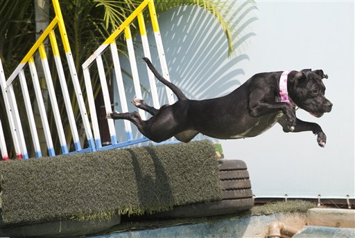 El can "Zaia" compite en la prueba de zambullida durante los Juegos Olímpicos para Perros en Río de Janeiro, Brasil, el domingo 18 de septiembre de 2016. El dueño del parque para canes y organizador de las competiciones, Marco Antonio Totó, dice que su objetivo es la socialización de las personas y sus mascotas mientras practican deportes. (AP Foto/Silvia Izquierdo)