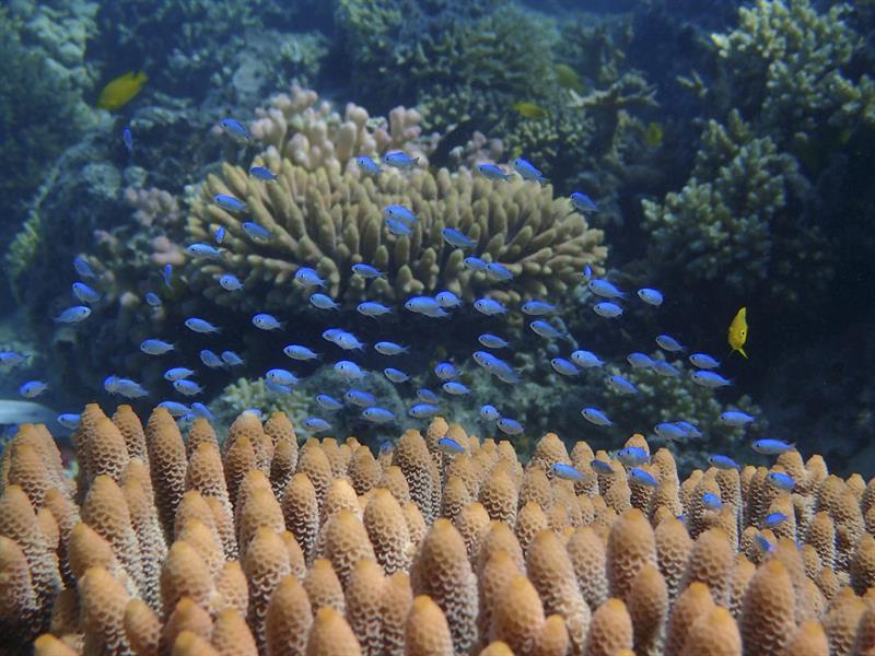 Los peces coralinos se estresan al perder peso y al separarse de sus pares