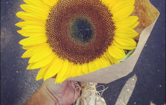 girasol