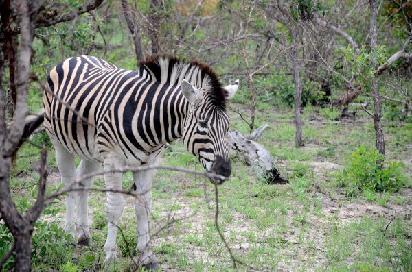 Fotos-Parque-Kruger-Sudáfrica-cebra