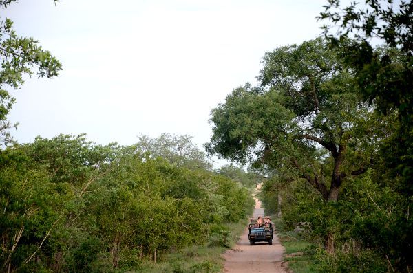 La emoción de ver animales salvajes en el Parque Kruger de Sudáfrica (Fotos + video)