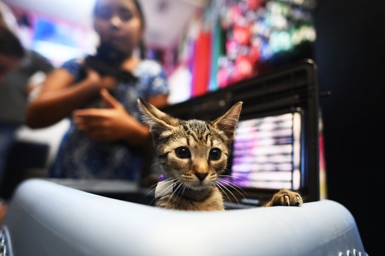 Perros y gatos abandonados encuentran hogar gracias al huracán Matthew (Fotos)