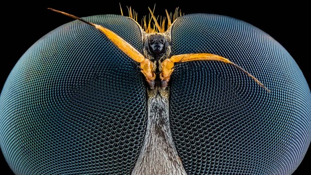 Ojos de una avispa. Jochen Schroeder, Tailandia