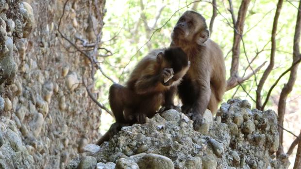 Monos infectados con coronavirus desarrollaron inmunidad a corto plazo