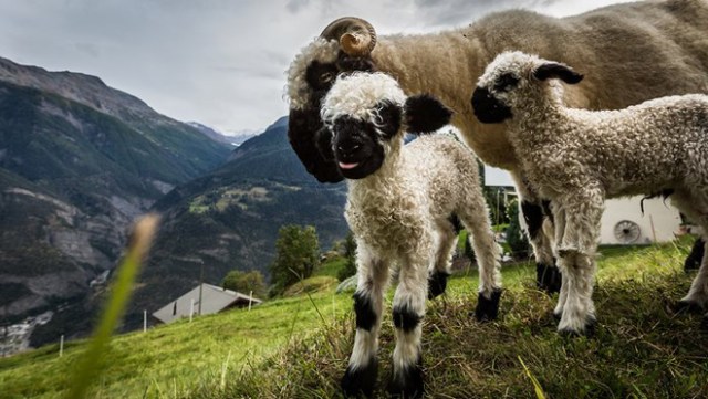 Valais-blacknose-sheep-10-5810a85b6192c__700