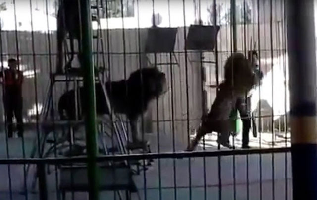 Un león de 200 kilos atacó a su domador durante una actuación (Video)