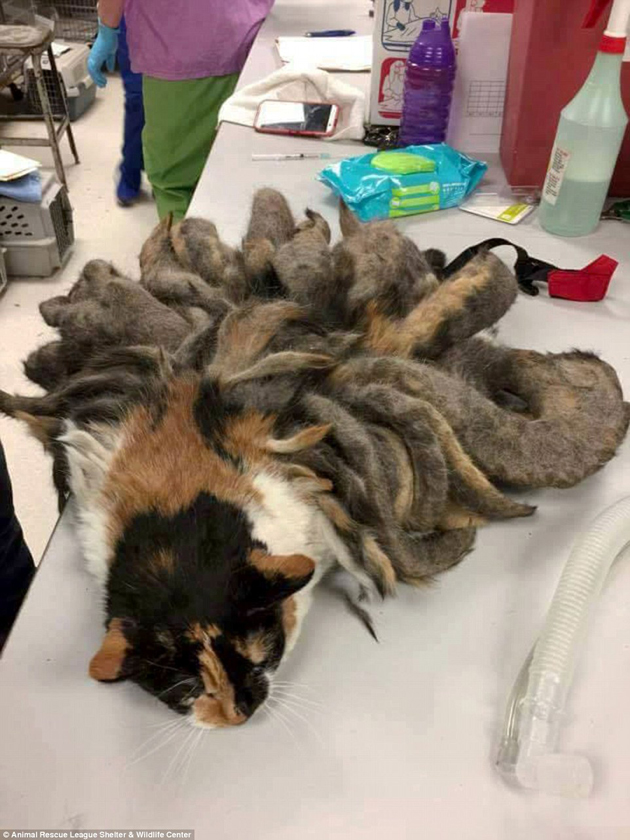 ¡Imperdible! El antes y el después de un gato con rastas que fue rescatado en EE.UU (Fotos)