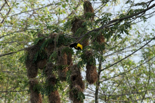 Arrendajo Común 5 (Cacicus cela)br