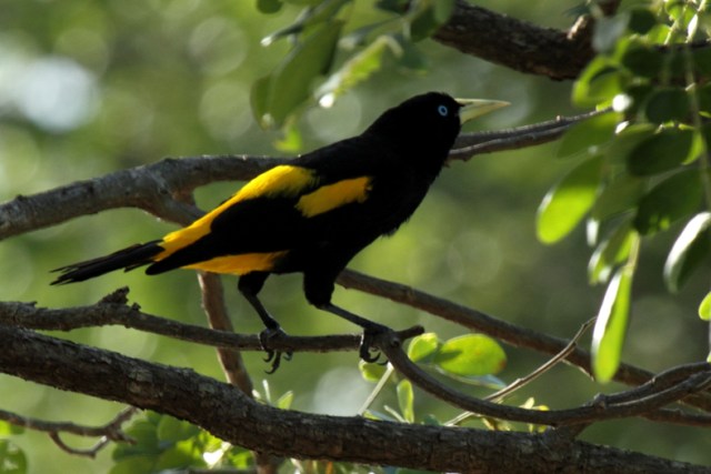 Arrendajo Común (Cacicus cela) (2) br