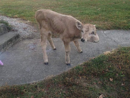 Muere en Kentucky becerra de 2 caras a 108 días de nacida