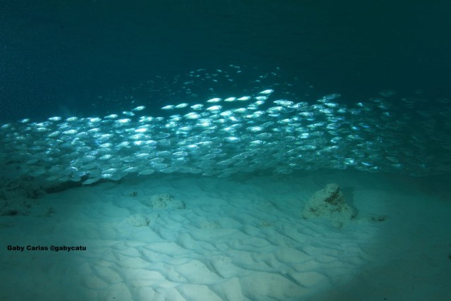 Cardumen de Sardinas