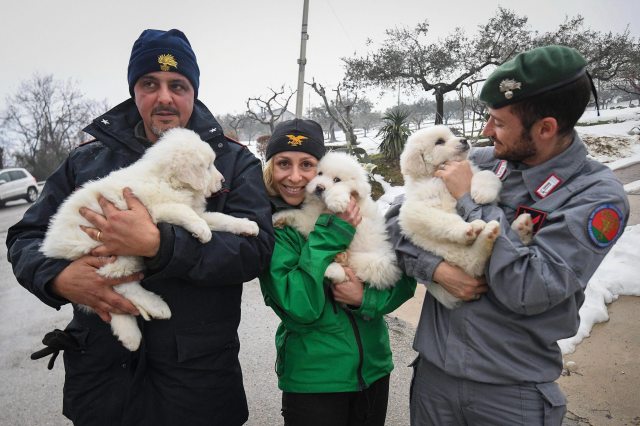 CACHORROS ITALIA