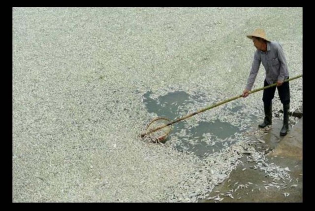 Río Fuhe en Wuhan, China Un residente despeja peces muertos, los cuales, fallecen por el nivel de acidez en el agua.