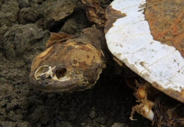 hugo-tortugas-cementerio-brasil-2-min