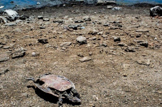 tortugas-cementerio-brasil-1-min