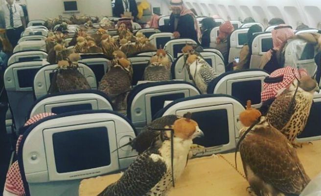 ¡En primera clase! Así viajaron los halcones de un príncipe saudí