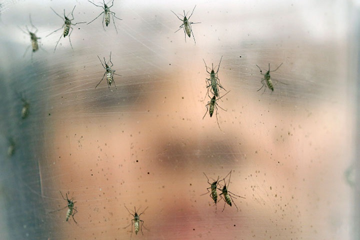 Brasil confirma 65 muertos por fiebre amarilla en su mayor brote registrado