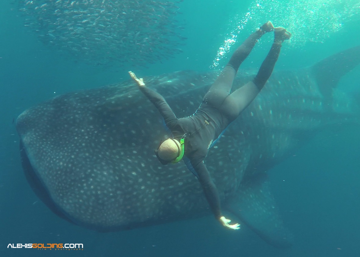 Encuentro con un Tiburón Ballena en el Litoral Central de Venezuela (fotos)