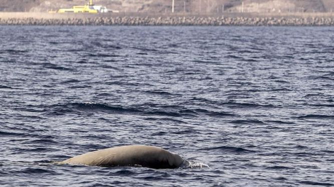 Los prados marinos reducen a la mitad la contaminación de mares y océanos