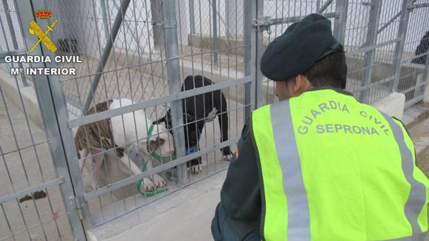 Un agente observa los perros que causaron el ataque