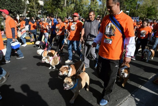 Scores of English bulldogs owners massively gather to set a Guinness Record in Mexico City on February 26, 2017. The total number of dogs gathered was of 950. / AFP PHOTO / ALFREDO ESTRELLA