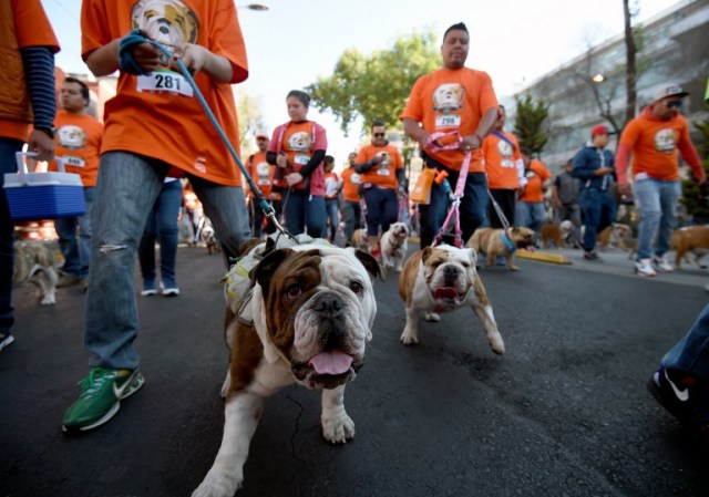 Scores of English bulldogs owners massively gather to set a Guinness Record in Mexico City on February 26, 2017. The total number of dogs gathered was of 950. / AFP PHOTO / ALFREDO ESTRELLA