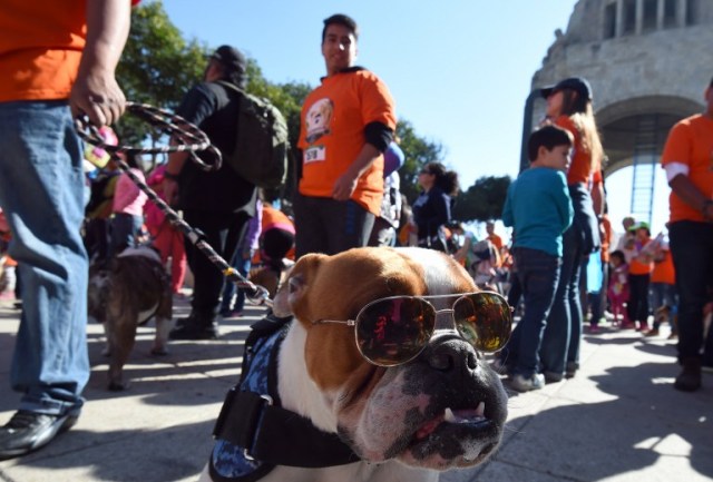 Scores of English bulldogs owners massively gather to set a Guinness Record in Mexico City on February 26, 2017. The total number of dogs gathered was of 950. / AFP PHOTO / ALFREDO ESTRELLA