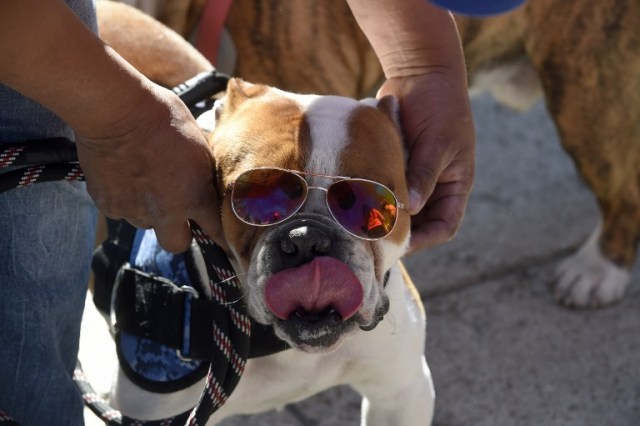 Scores of English bulldogs owners massively gather to set a Guinness Record in Mexico City on February 26, 2017. The total number of dogs gathered was of 950. / AFP PHOTO / ALFREDO ESTRELLA