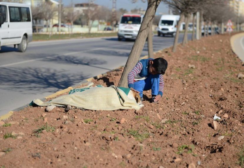 ¡Humanidad al 100%!.. Un pequeño refugiado ayudó a un perro callejero atropellado (+Fotos)