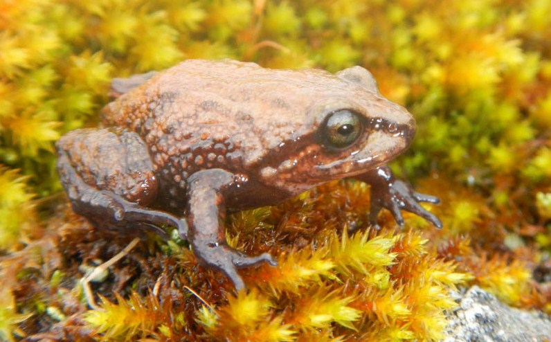 Descubren una nueva especie de rana en Perú a la que llaman Attenborough