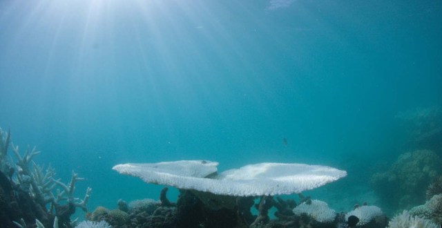 ARR01 VLASSOFF CAY (AUSTRALIA) 06/03/2017.- Detalle del blanqueo masivo que sufre la Gran Barrera de Arrecifes, el mayor sistema coralino del mundo situado en el noreste de Australia, em Vlassof Cay (Australia) el pasado 6 de marzo de 2017. EFE/Wwf/Biopixel Handout SÓLO USO EDITORIAL/PROHIBIDA SU VENTA/PROHIBIDO SU USO EN AUST Y NZ