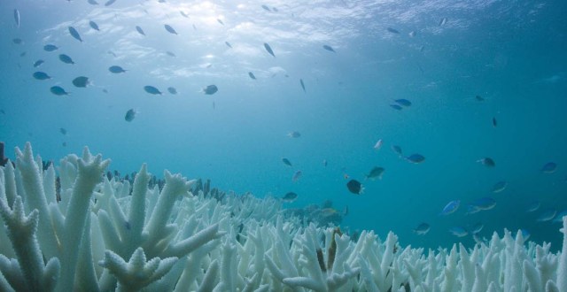 ARR03 VLASSOFF CAY (AUSTRALIA) 06/03/2017.- Detalle del blanqueo masivo que sufre la Gran Barrera de Arrecifes, el mayor sistema coralino del mundo situado en el noreste de Australia, em Vlassof Cay (Australia) el pasado 6 de marzo de 2017. EFE/Wwf/Biopixel Handout SÓLO USO EDITORIAL/PROHIBIDA SU VENTA/PROHIBIDO SU USO EN AUSTRALIA Y NUEVA ZELANDA