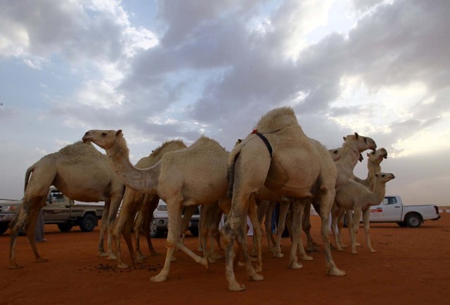 Camels are seen during the King Abdulaziz Camel Festival in Rimah Governorate, north-east of Riyadh, Saudi Arabia March 29, 2017. REUTERS/Faisal Al Nasser TPX IMAGES OF THE DAY