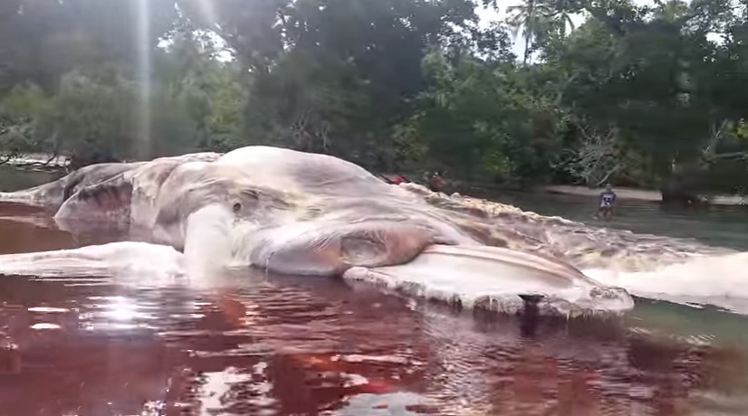 ¡WTF! Gigantesco cadáver de extraña criatura desconcierta a científicos