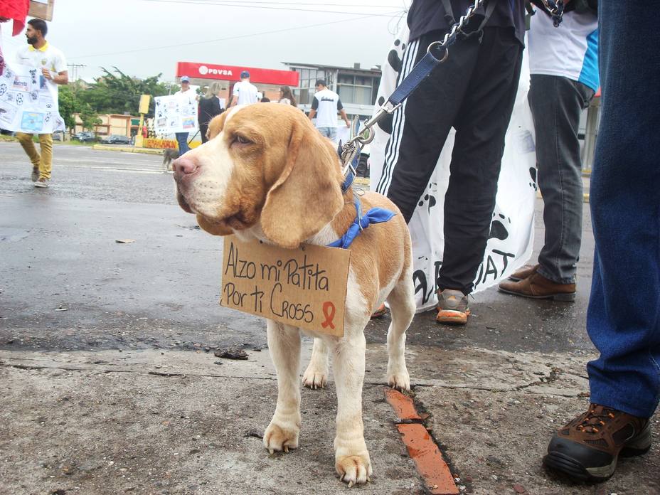 Mascotas y sus dueños se plantaron este domingo por Cross