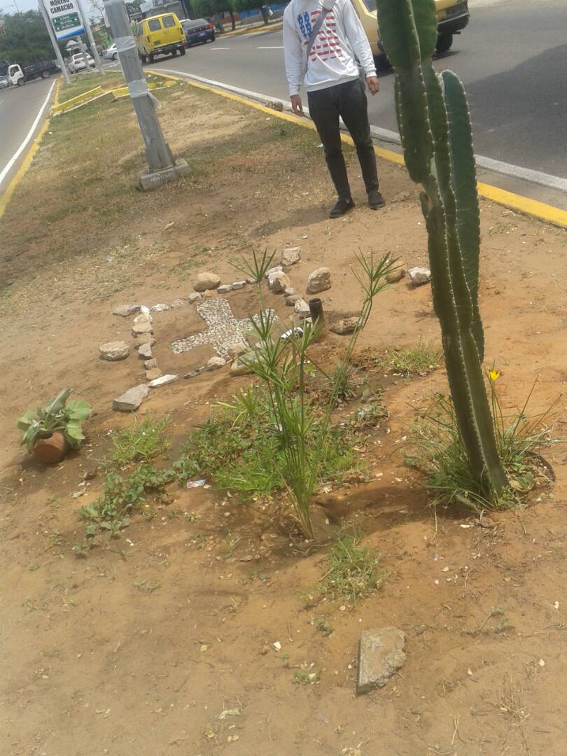 Despiadados… GNB tala árbol sembrado en honor a Paúl Moreno