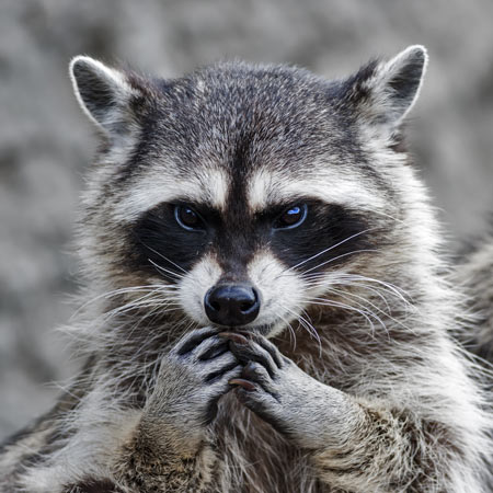 ¿Y tu sueldo?… pues como el mapache con algodón de azúcar… ¿AH?