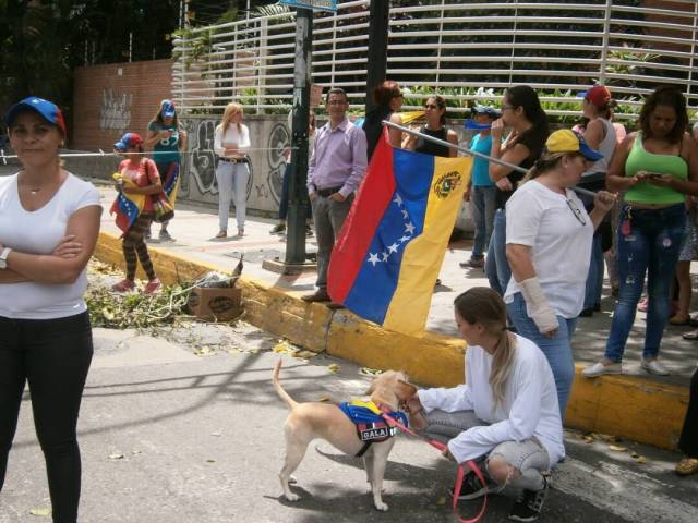 Hasta las mascotas trancaron este lunes en Caracas. Foto: @Daylijournal / LaPatilla.com