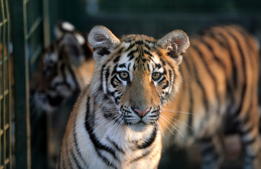 VIRAL: Tigre atacó a motorizados que cruzaron una reserva natural (VIDEO)