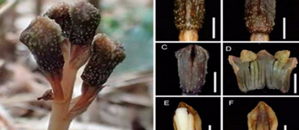 Una nueva especie de planta que no hace la fotosíntesis descubierta en Japón