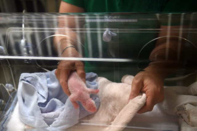 A veterinarian takes care of the second twin after female panda Huan Huan gave birth in Saint-Aignan-sur-Cher, central France, on August 4, 2017. There was joy and pain for French zookeepers on August 4, 2017 as their female panda gave birth to twins, but one died soon afterwards. Nine-year-old Huan Huan and her male partner Yuan Zi arrived at Beauval zoo in January 2012 on a 10-year loan from China after intense, high-level negotiations between Paris and Beijing. Huan Huan (meaning "happy") and Yuan Zi ("chubby") are the only giant pandas living in France. / AFP PHOTO / GUILLAUME SOUVANT